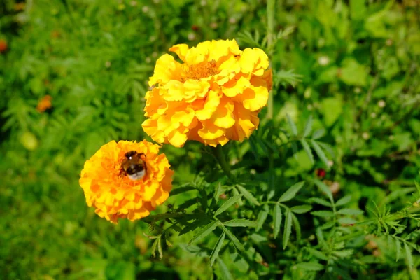 庭の秋の黄色の花 — ストック写真