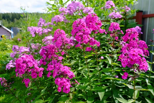 Flor Rosa Phlox Macro Jardim — Fotografia de Stock