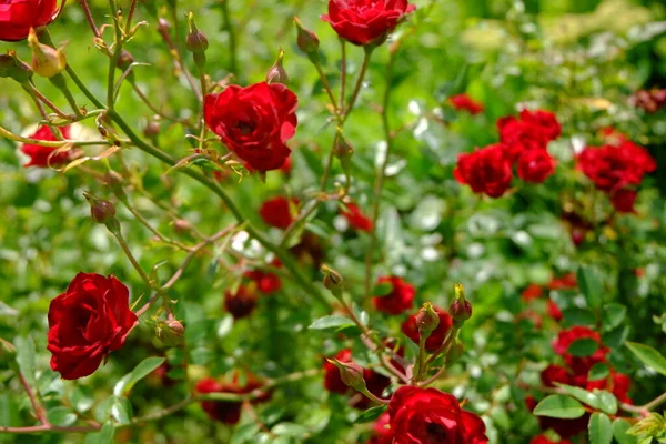 Makro Červené Růže Zahradě — Stock fotografie