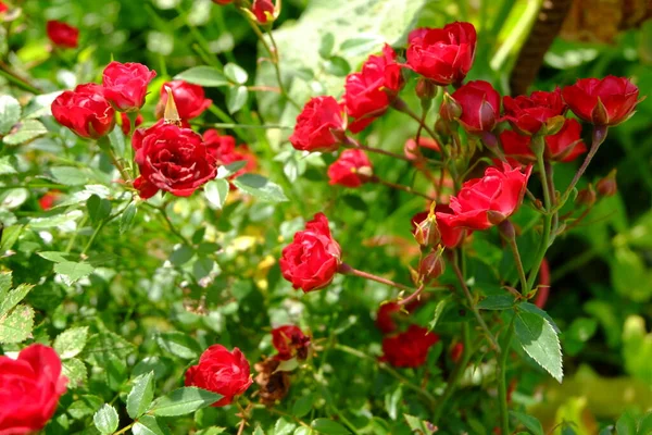 Makro Červené Růže Zahradě — Stock fotografie