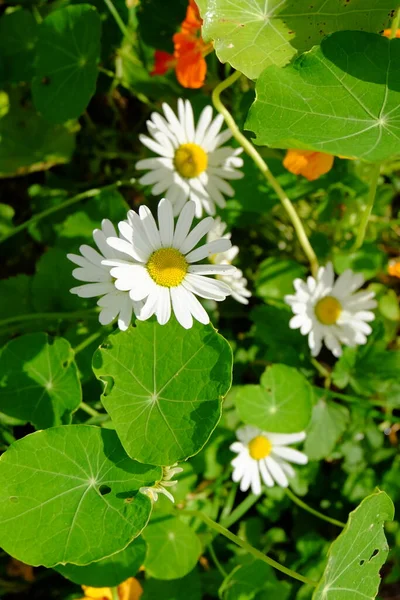 Bahçedeki beyaz papatyalar