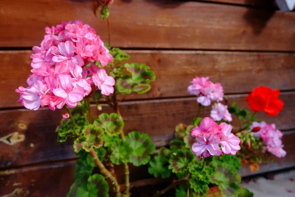 Kwitnące Pelargonie Pobliżu Domu — Zdjęcie stockowe