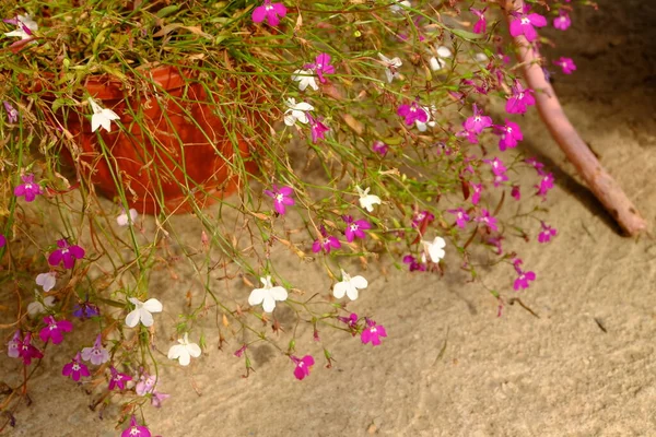 Lobelia Μακρολουλούδια Στον Κήπο — Φωτογραφία Αρχείου