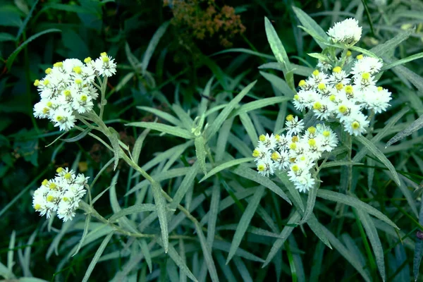 Wight Kwiat Makro Ogrodzie — Zdjęcie stockowe