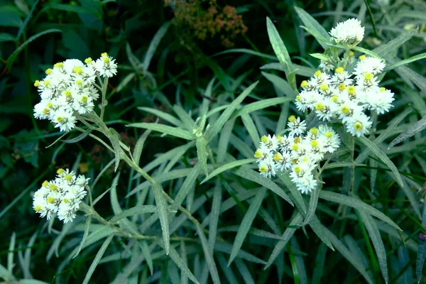 Wight Bloem Macro Tuin — Stockfoto