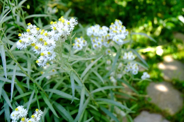 Whight Květinové Makro Zahradě — Stock fotografie