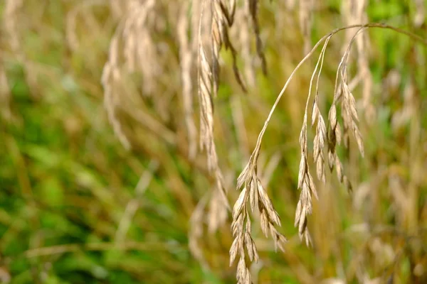 Sonbahar tarlasında makro kulaklar