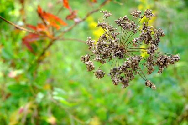 Macro Flor Seca Outono Campo — Fotografia de Stock