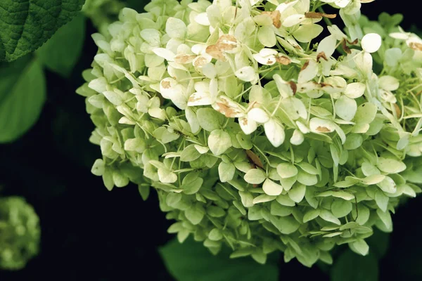 Weiße Hortensien Garten — Stockfoto