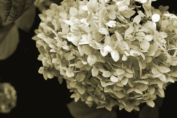 Λευκή Ορτανσία Μακροεντολή Στον Κήπο — Φωτογραφία Αρχείου