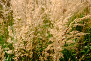 Sahada kuru sarı kulaklar