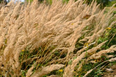 Sahada kuru sarı kulaklar