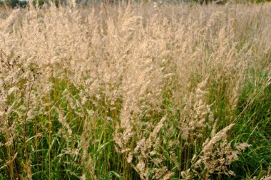 Sahada kuru sarı kulaklar