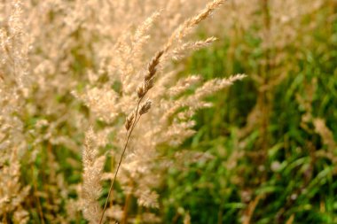 Sahada kuru sarı kulaklar