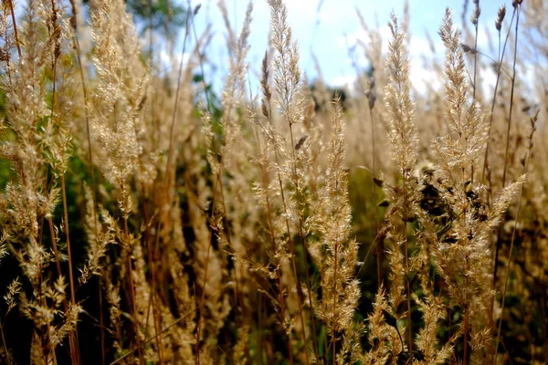 Sonbaharda sahada altın kulaklı makro