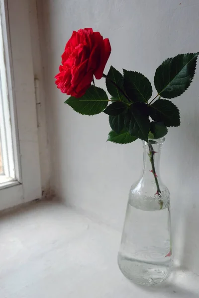 Rose Rouge Dans Une Bouteille Verre — Photo