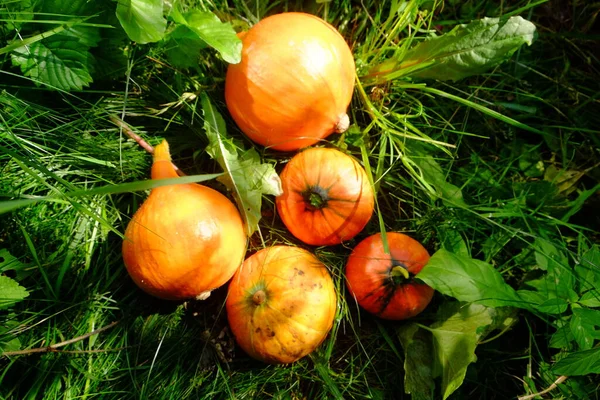 Apelsinpumpor Gräset Hösten — Stockfoto