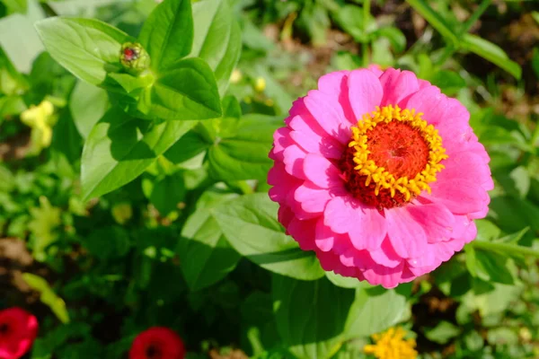 庭のピンクの花 — ストック写真