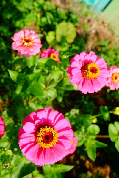 Pink Flower Garden — Stock Photo, Image