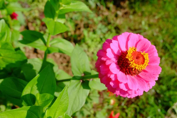 庭のピンクの花 — ストック写真