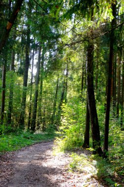Ormandaki ağaçların arasında yol
