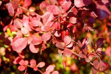 Sonbaharda böğürtlen dalı makrosu