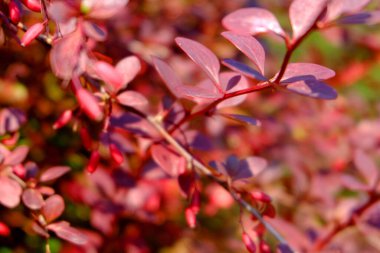 Sonbaharda böğürtlen dalı makrosu