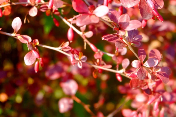 Ramo Barberry Macro Outono — Fotografia de Stock