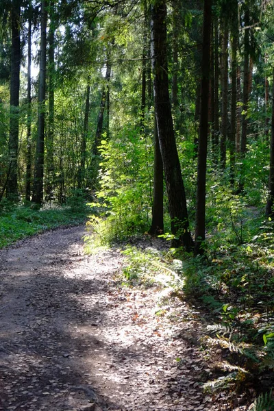 Caminho Entre Árvores Floresta — Fotografia de Stock