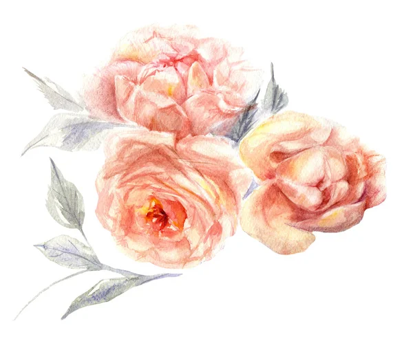 Set Watercolor Roses Hand Drawn Illustration — Stock Photo, Image