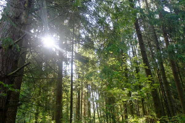 Rayo Sol Través Los Árboles Bosque —  Fotos de Stock