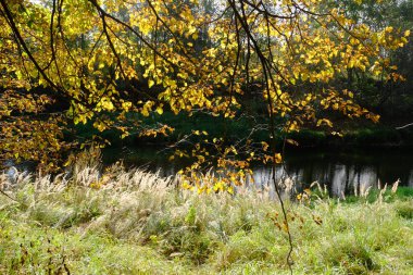 Parlak yapraklı sonbahar ağaçları