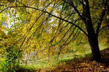 Parlak yapraklı sonbahar ağaçları