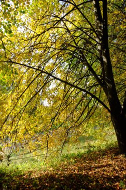 Parlak yapraklı sonbahar ağaçları