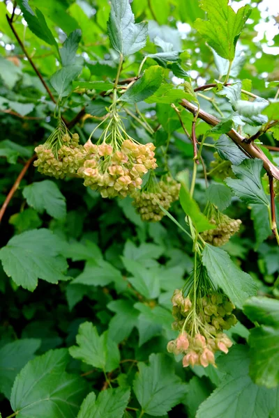 Frön Och Torkade Blommor Gren Bush — Stockfoto