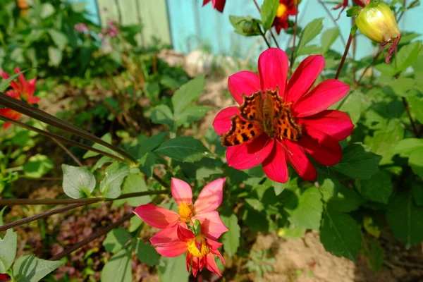 Червоні Квіти Жоржини Саду Макрос Метеликом — стокове фото