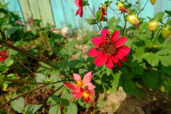 Fiori Rossi Dalie Giardino Macro Con Una Farfalla — Foto Stock