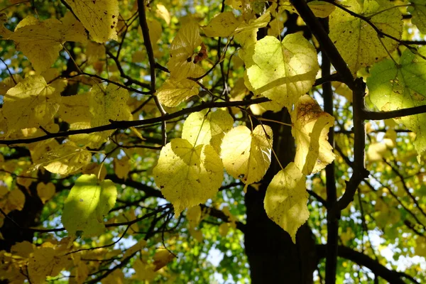 Árboles Otoño Con Follaje Brillante — Foto de Stock