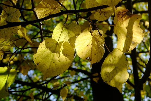 Φθινοπωρινά Δέντρα Έντονο Φύλλωμα — Φωτογραφία Αρχείου