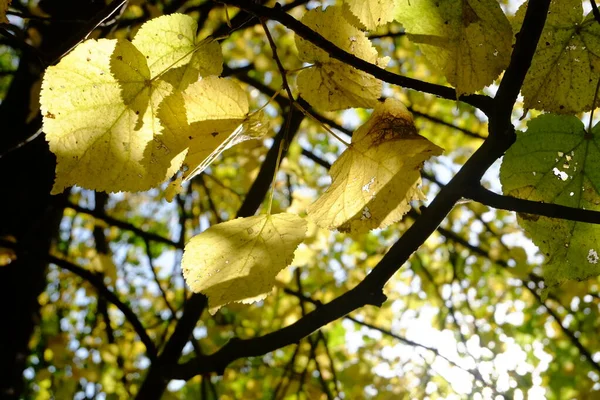 Alberi Autunnali Con Fogliame Brillante — Foto Stock