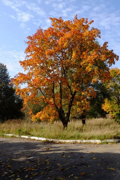 Herbstbäume Mit Hellem Laub — Stockfoto