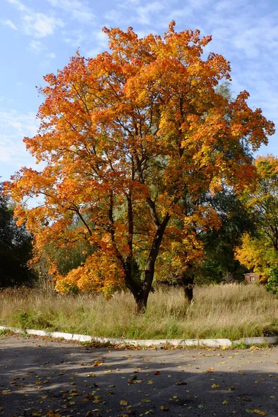 Árvores Outono Com Folhagem Brilhante — Fotografia de Stock