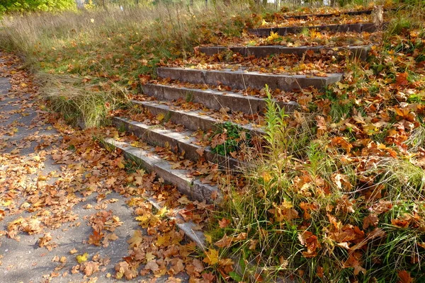 Кроки Покриті Червоним Осіннім Листям — стокове фото