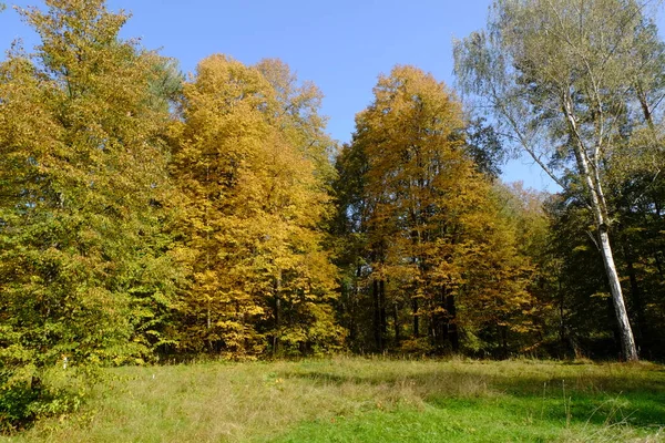 Follaje Amarillo Árbol Otoño —  Fotos de Stock