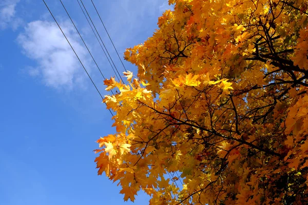 Follaje Amarillo Árbol Otoño —  Fotos de Stock