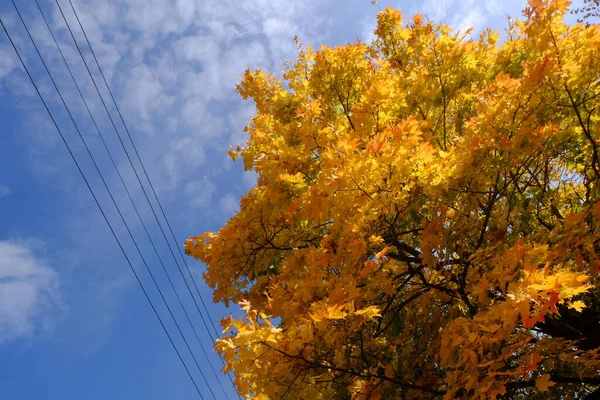 Folhagem Amarela Uma Árvore Outono — Fotografia de Stock