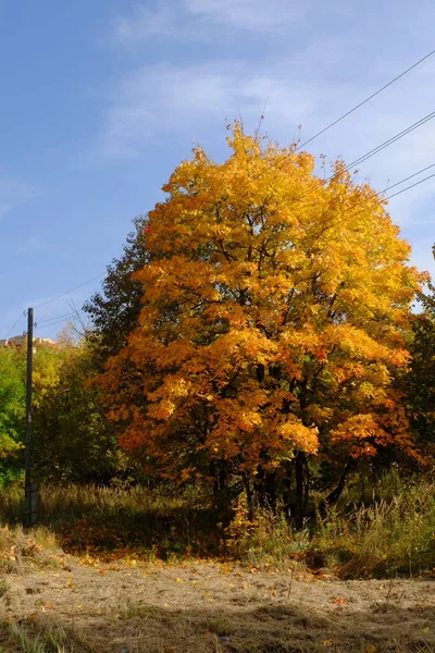 가을에 나무에 — 스톡 사진