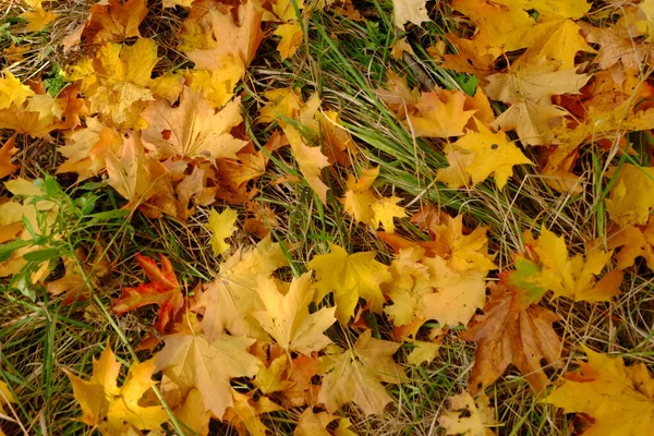 Liście Klonu Żółtego Trawie — Zdjęcie stockowe