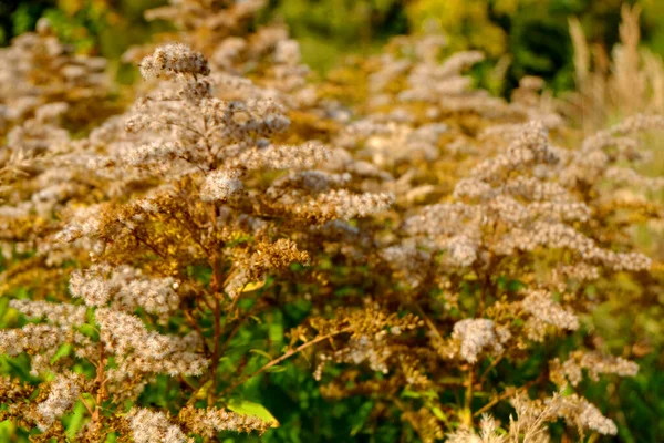 Herbstblumen Auf Dem Feld Herbst — Stockfoto