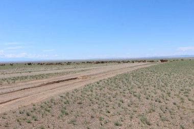 Bozkırda deve sürüsü